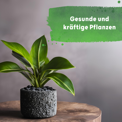 Blusana Langzeitdünger Lewatit HD 50