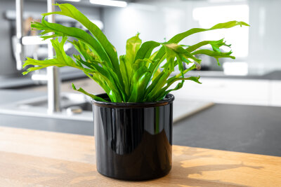 Corona Blumentopf Kunststoff glänzend