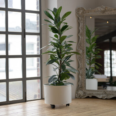 Corona Blumentopf Kunststoff rund 35/19 glänzend